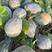 广东香芋南瓜，浓香型，上灰均匀，发种回收价格优惠保质量