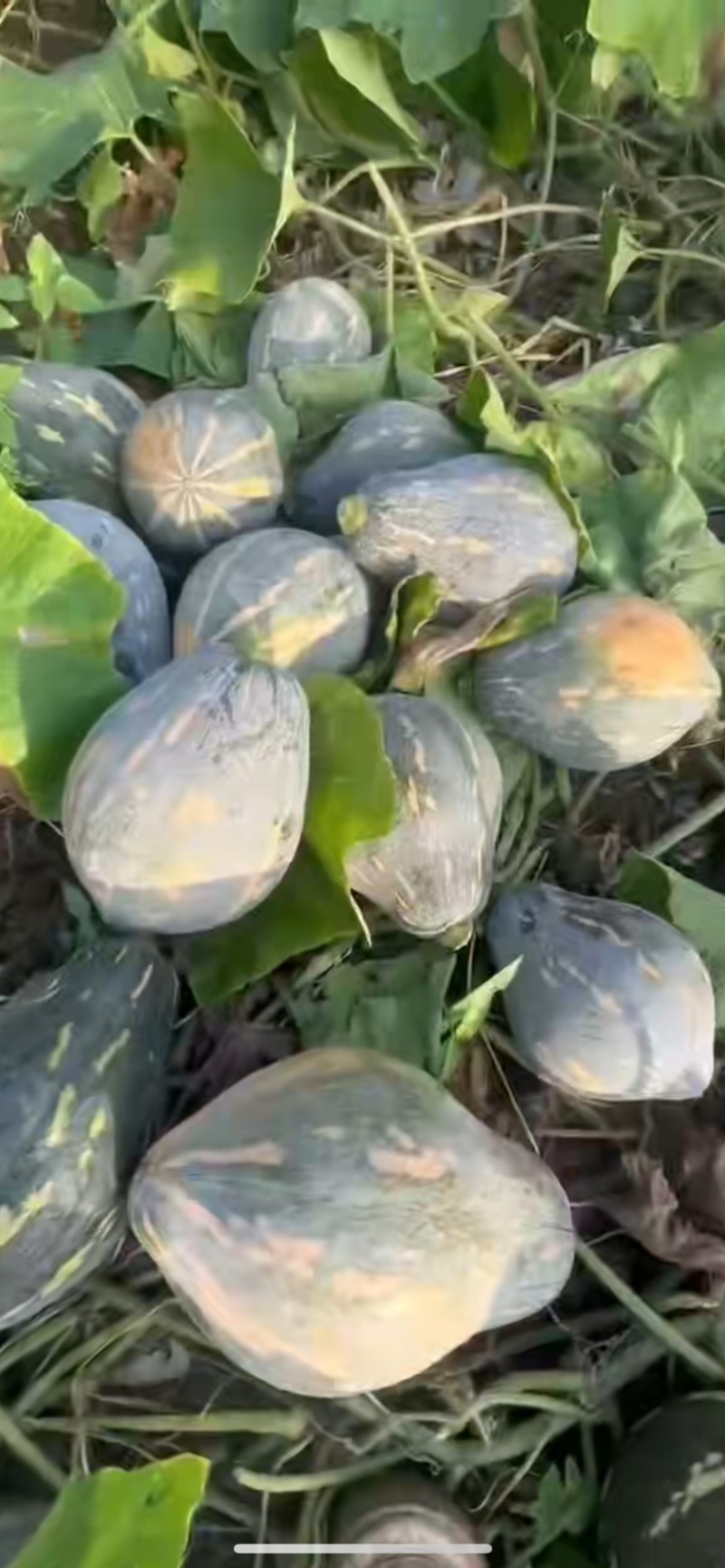 广东香芋南瓜，浓香型，上灰均匀，发种回收价格优惠保质量