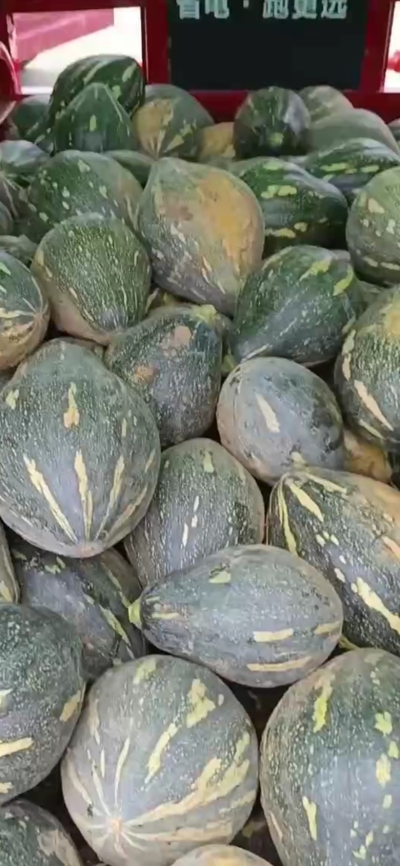 广东香芋南瓜，浓香型，上灰均匀，发种回收价格优惠保质量