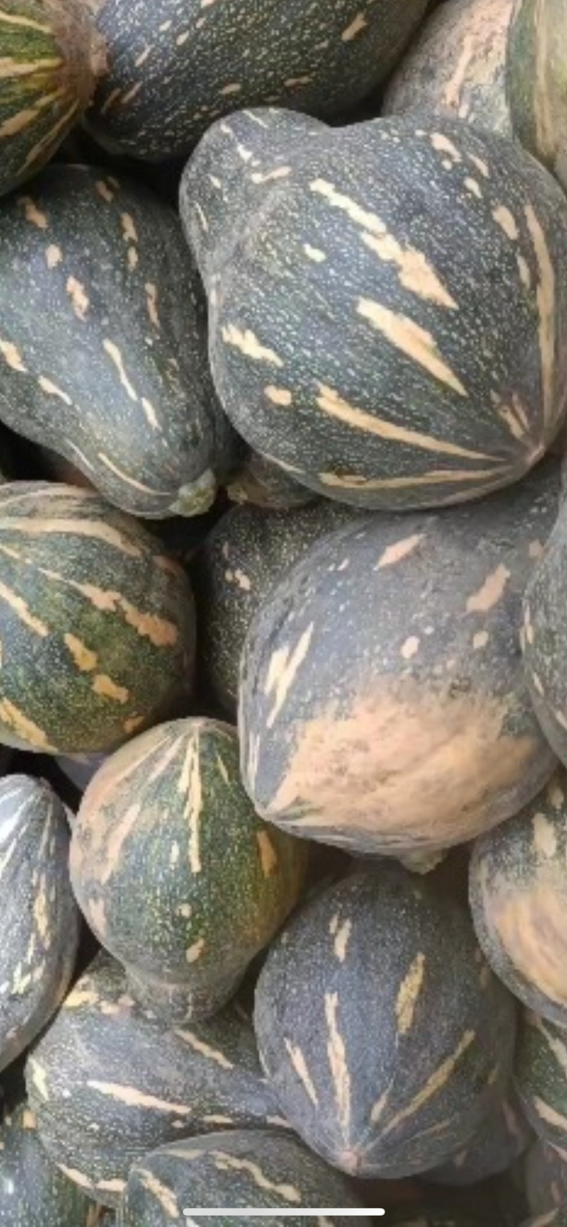广东香芋南瓜，浓香型，上灰均匀，发种回收价格优惠保质量