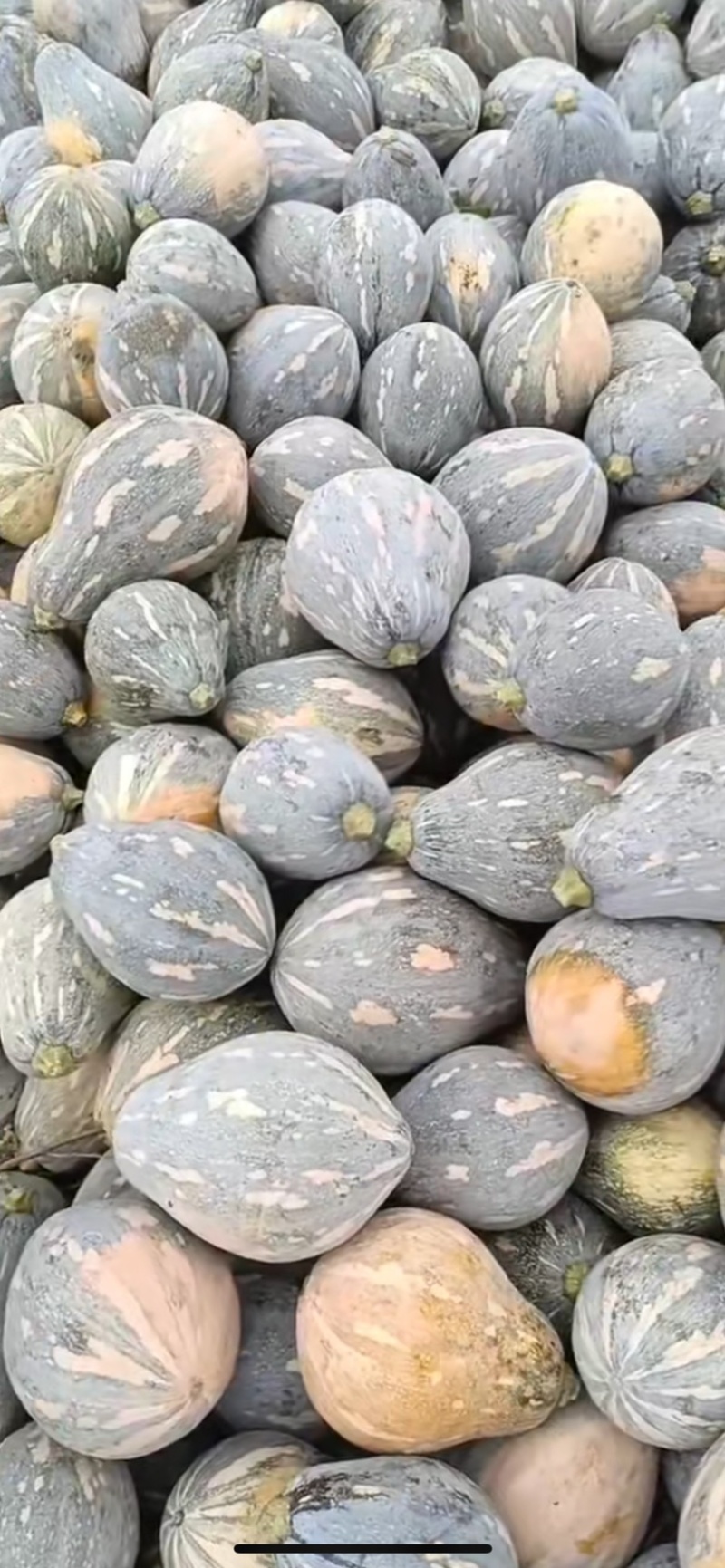 广东香芋南瓜，浓香型，上灰均匀，发种回收价格优惠保质量