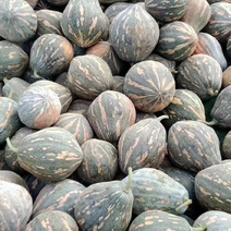 广东香芋南瓜，浓香型，上灰均匀，发种回收价格保质量