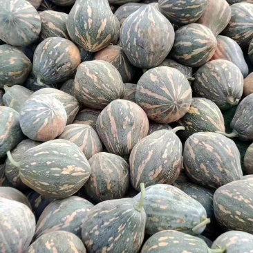广东香芋南瓜，浓香型，上灰均匀，发种回收价格优惠保质量