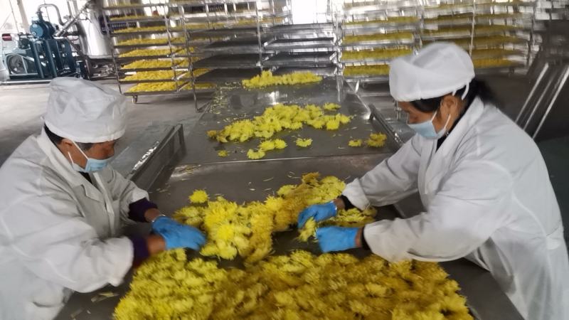 菊花茶（金丝皇菊）