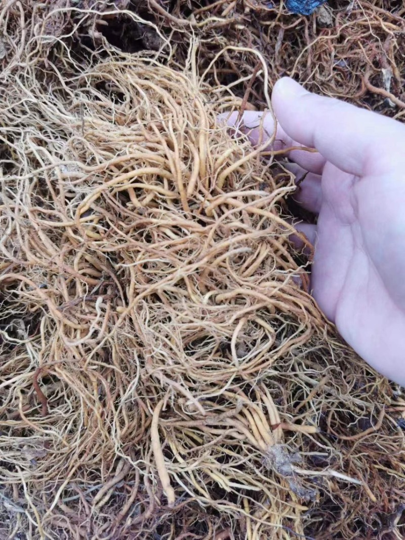 露水草（鲜草）/产地直发品质好货支持电话联系