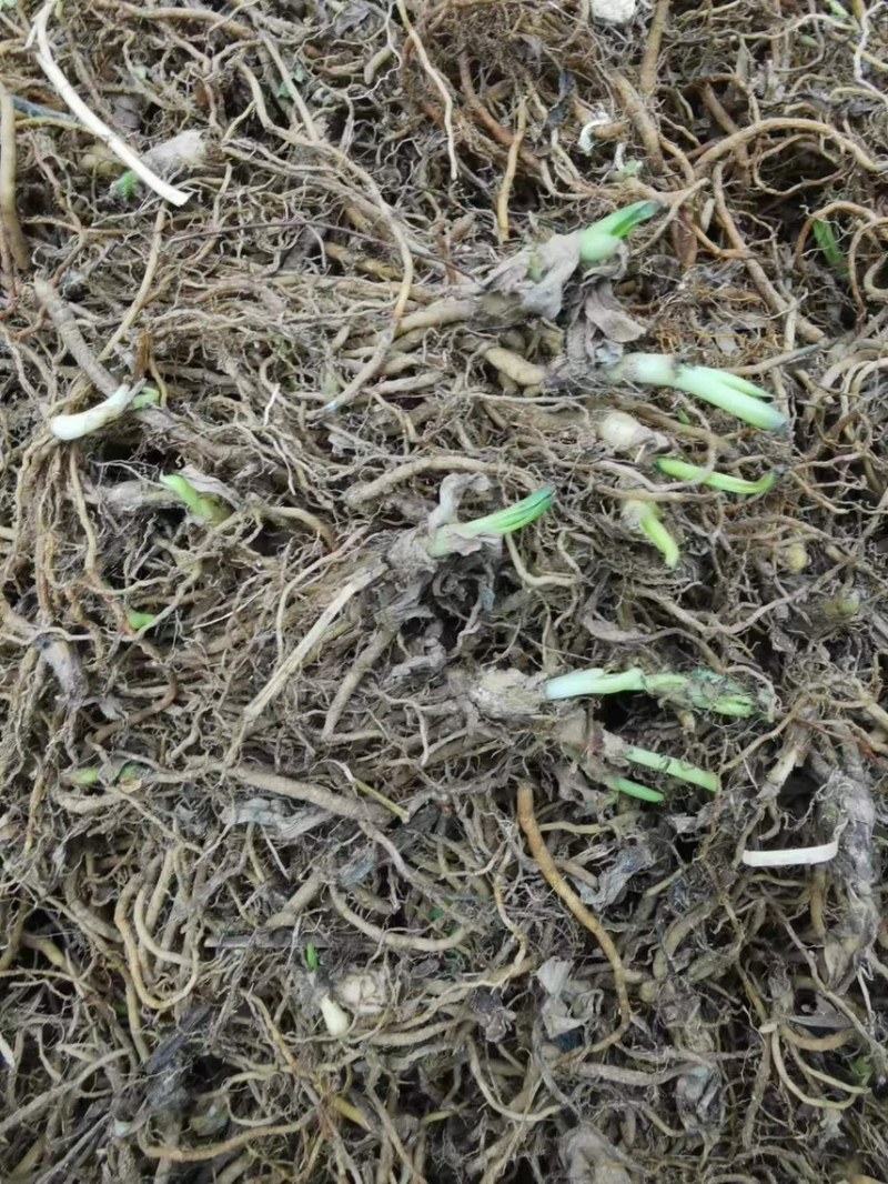 露水草（鲜草）/产地直发品质好货支持电话联系