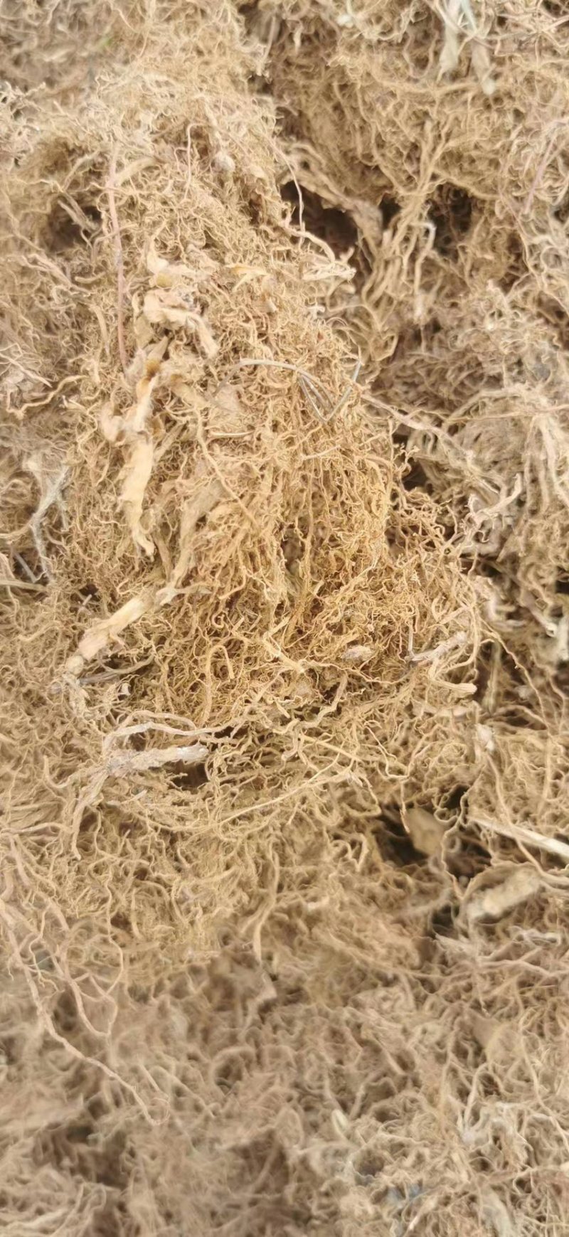 露水草（干品）产地直发品质好需要的老板电话