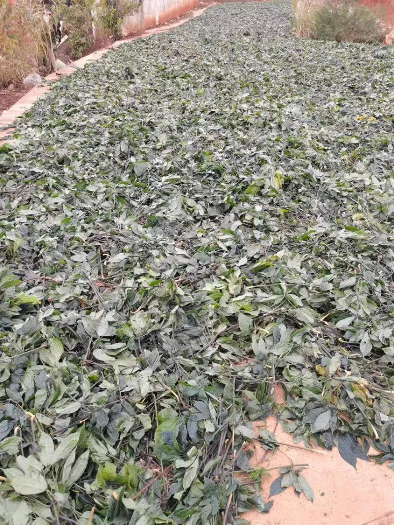 高含量纯三七叶/欢迎各位老板电话联系支持视频看货