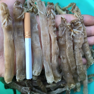 北海自家每天新鲜加工出炉大沙虫干批发零售