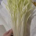 精品韭黄