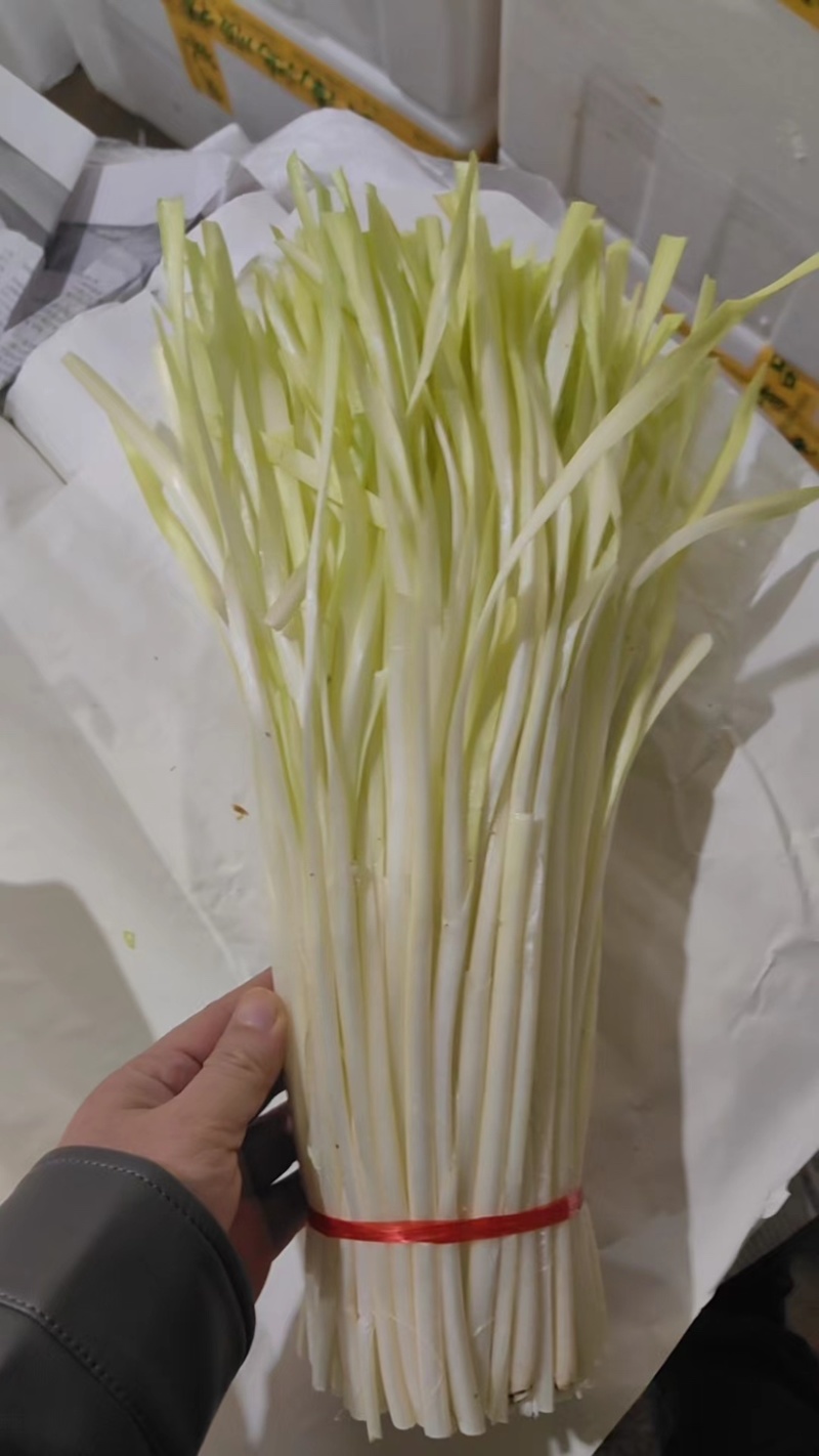 精品韭黄
