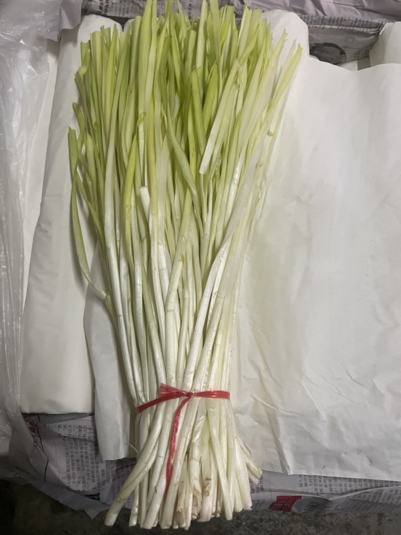 精品韭黄