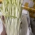 精品韭黄