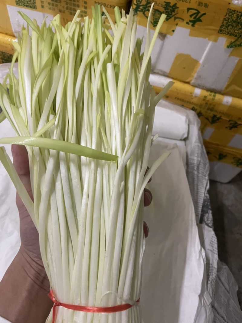 精品韭黄