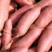 河北精品烟薯2526产地直发品质保证量大从优欢迎联系