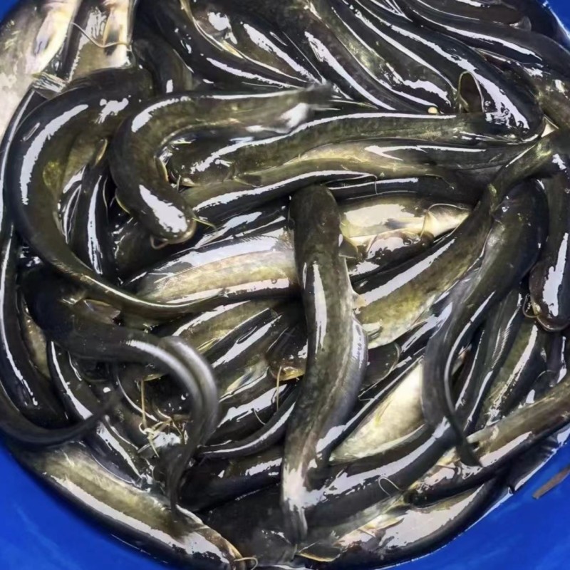 鲜活沟鲶鱼土鲶鱼渔场直发简单好养殖包邮包活