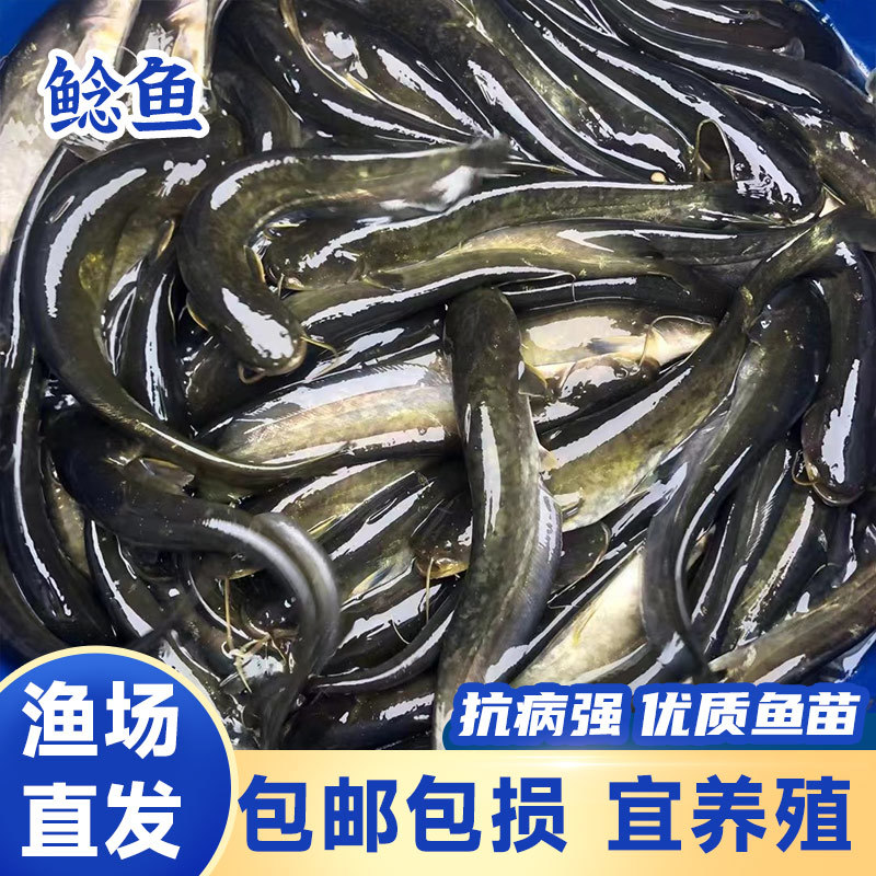鲜活沟鲶鱼土鲶鱼渔场直发简单好养殖包邮包活