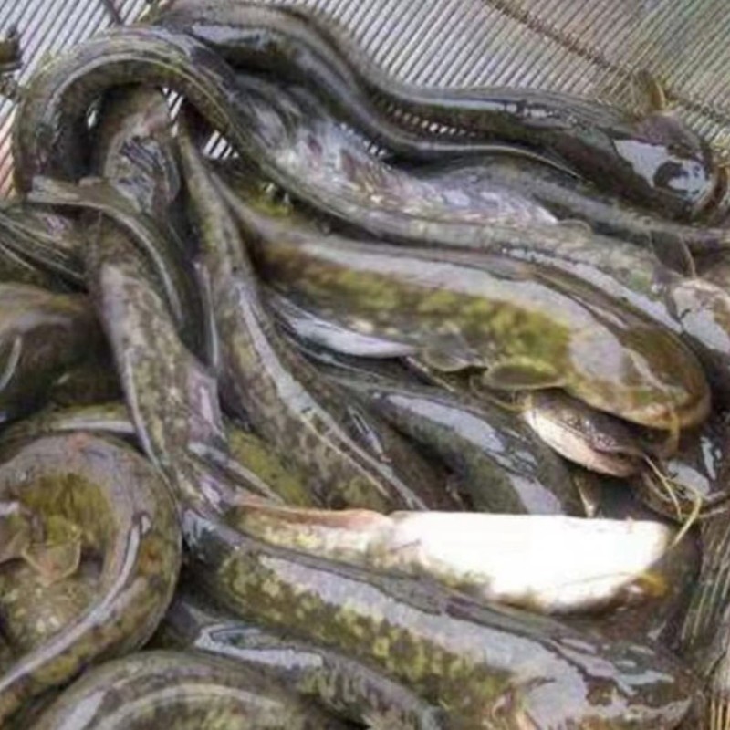 鲜活沟鲶鱼土鲶鱼渔场直发简单好养殖包邮包活