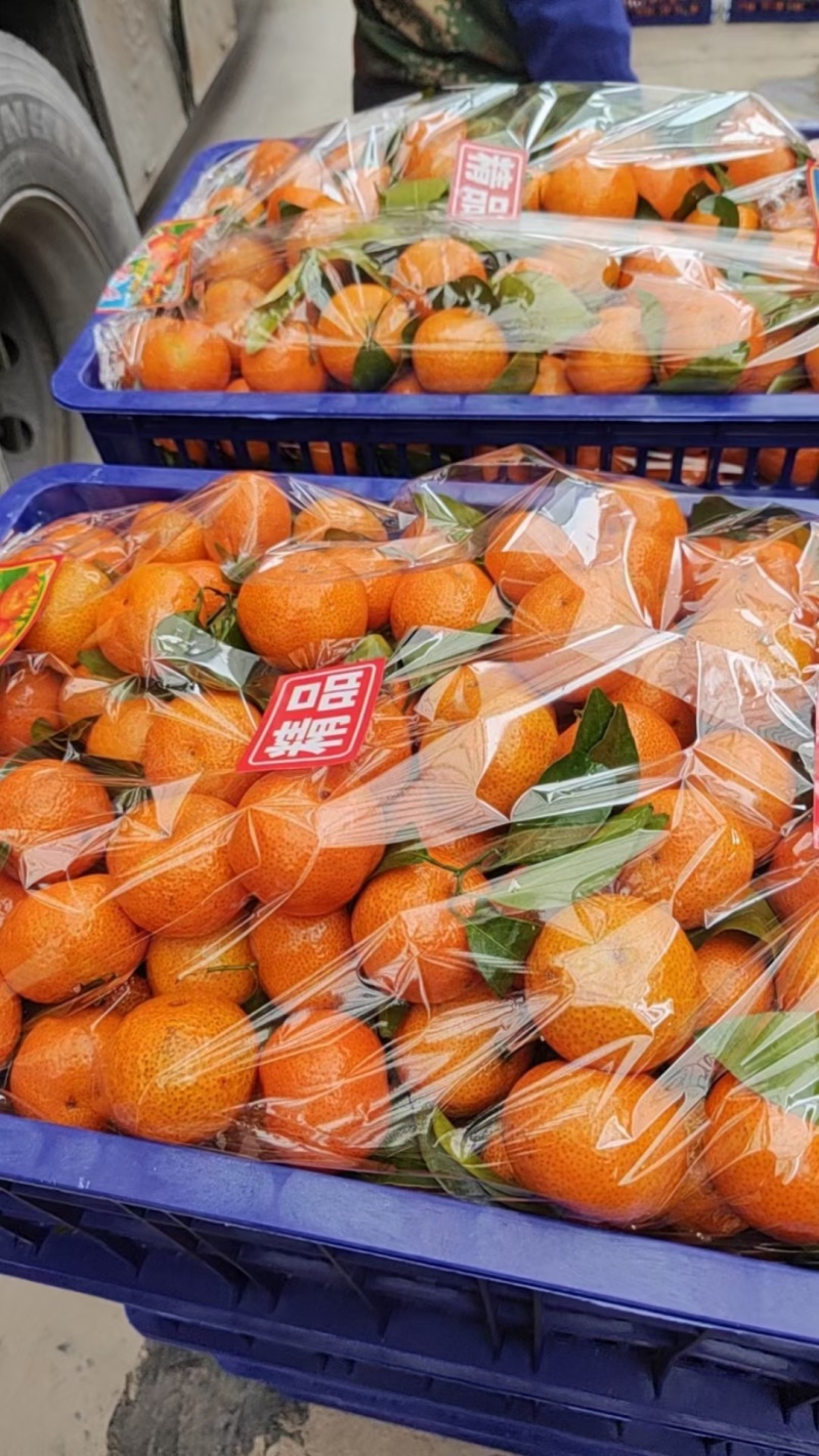 广西正宗砂糖橘产地直发，货源充足，保质保量