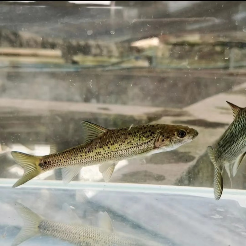 原生鱼冷水鱼大花鱼豹纹花鱼金沙鲈鲤鱼活体包邮包活