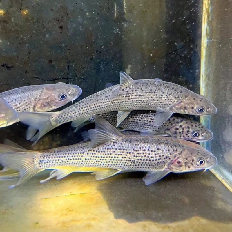 原生鱼冷水鱼大花鱼豹纹花鱼金沙鲈鲤鱼活体包邮包活