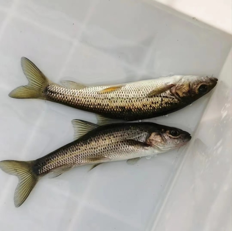 原生鱼冷水鱼大花鱼豹纹花鱼金沙鲈鲤鱼活体包邮包活
