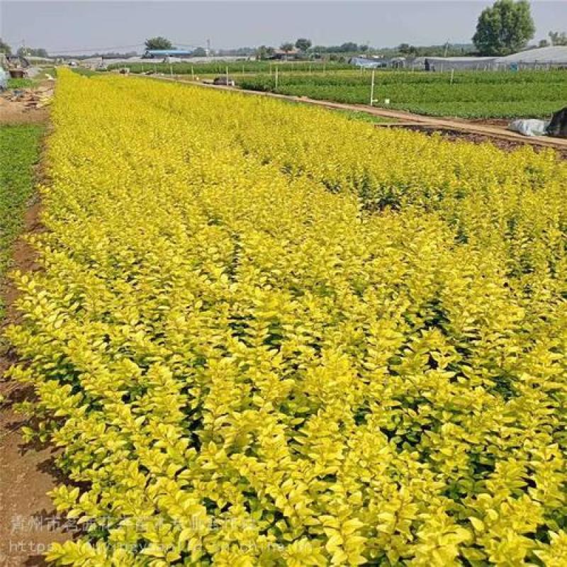 金叶女贞树苗绿化庭院别墅小区园林绿化四季常青花园植物