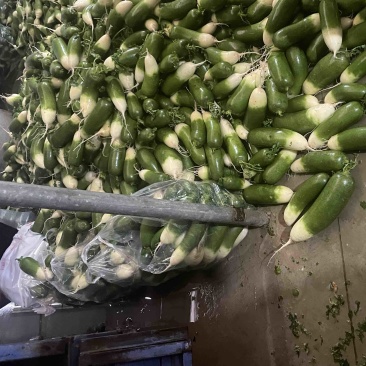 这里是万亩基地，需要收购大量萝卜的，请与我联系