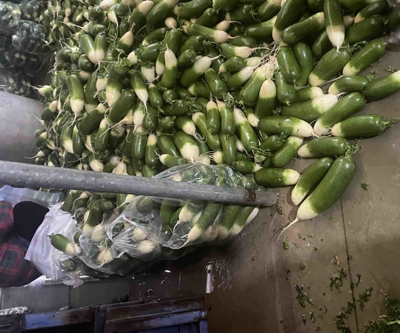 这里是万亩基地，需要收购大量萝卜的，请与我联系