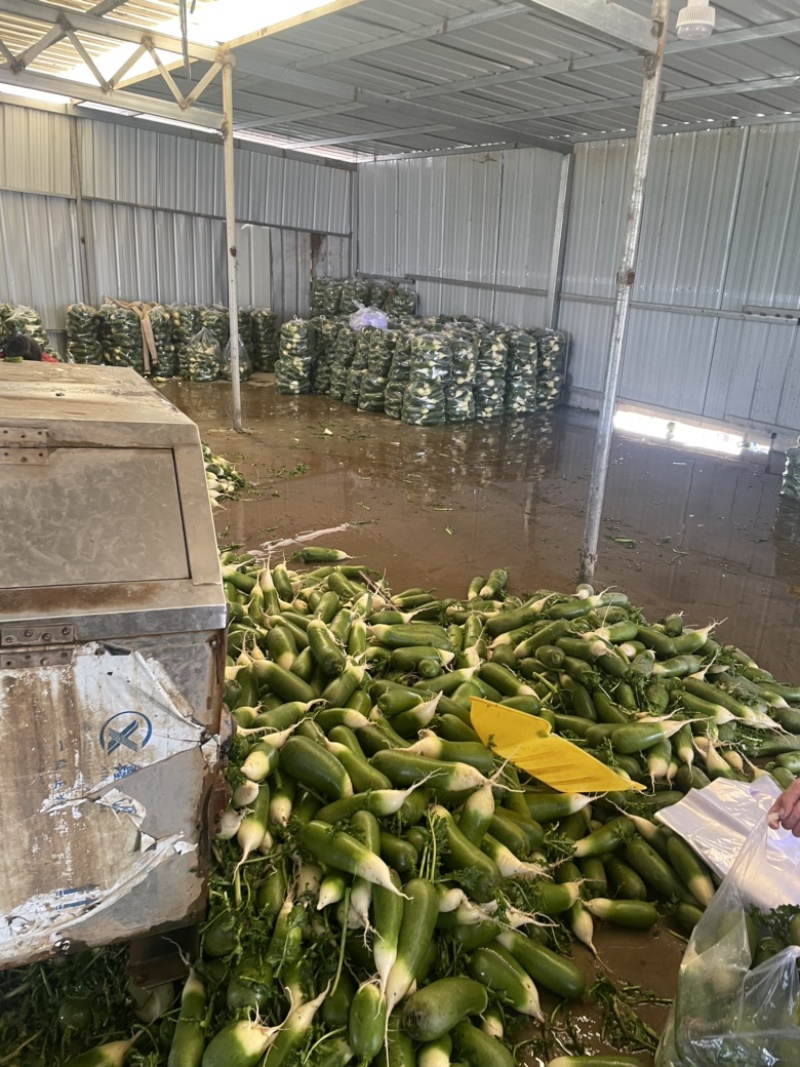 这里是万亩基地，需要收购大量萝卜的，请与我联系