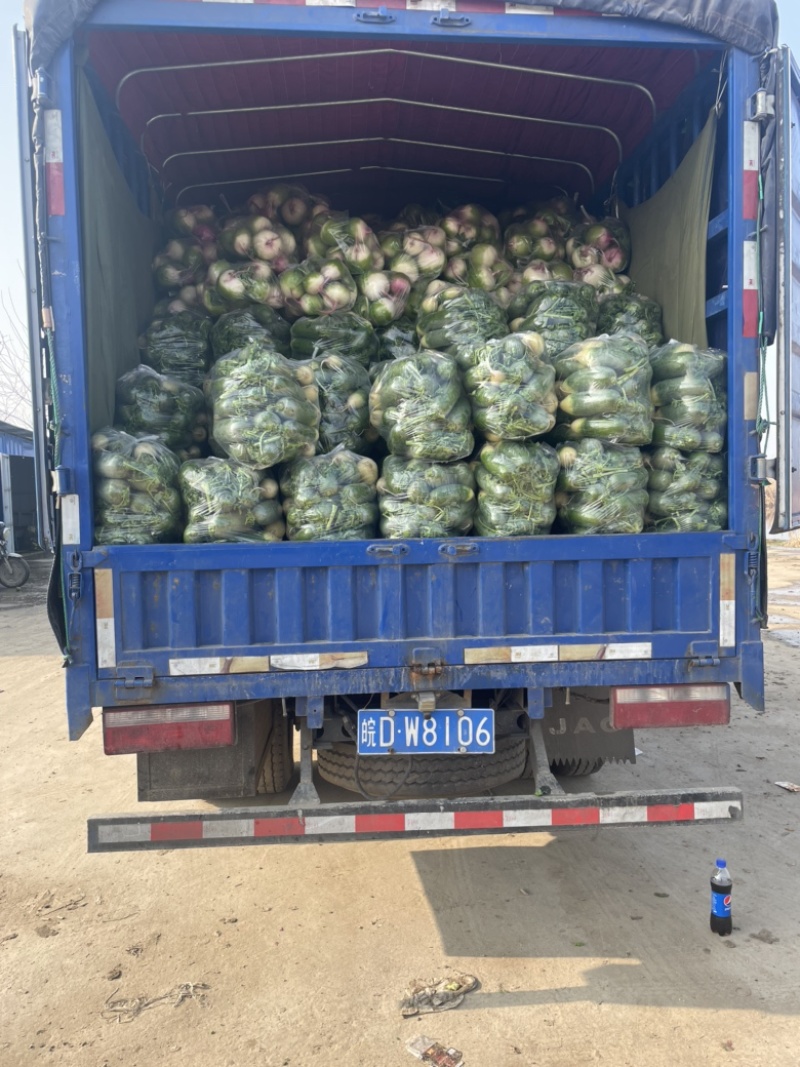 这里是万亩基地，需要收购大量萝卜的，请与我联系