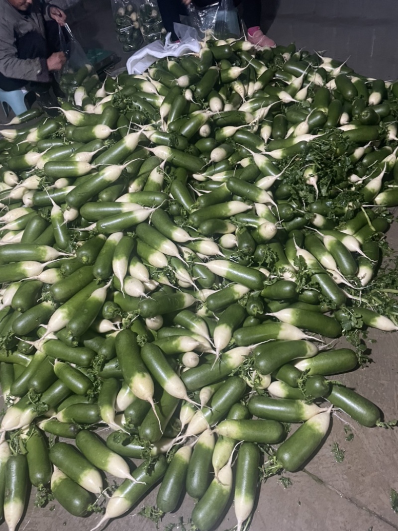 这里是万亩基地，需要收购大量萝卜的，请与我联系