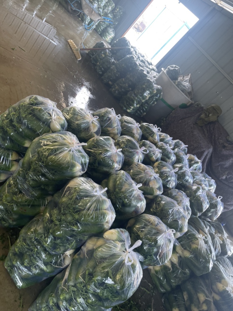 这里是万亩基地，需要收购大量萝卜的，请与我联系