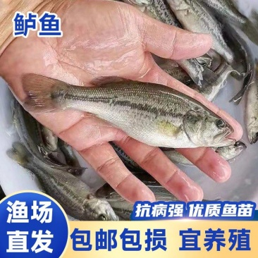 四川鲈鱼苗优质淡水养殖大苗鲜活鱼苗四川批发