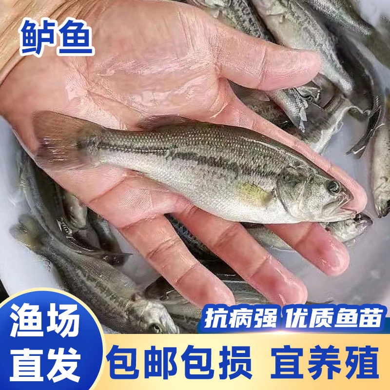 四川鲈鱼苗优质淡水养殖大苗鲜活鱼苗四川批发