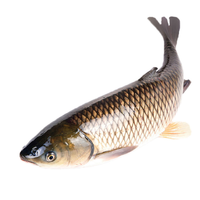 鲟龙软骨鱼淡水鱼缸鱼塘观赏鱼尖嘴鲟大型活体鱼苗包活四川批