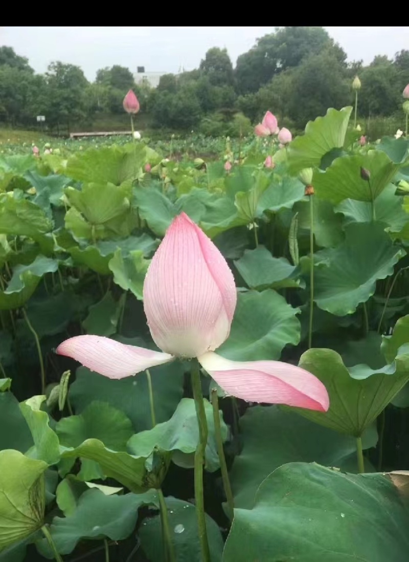 四川观赏荷花