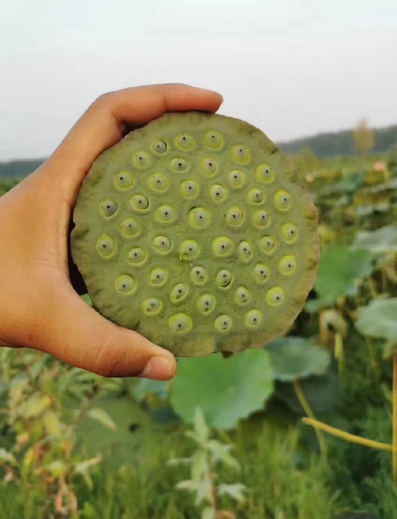 四川观赏荷花