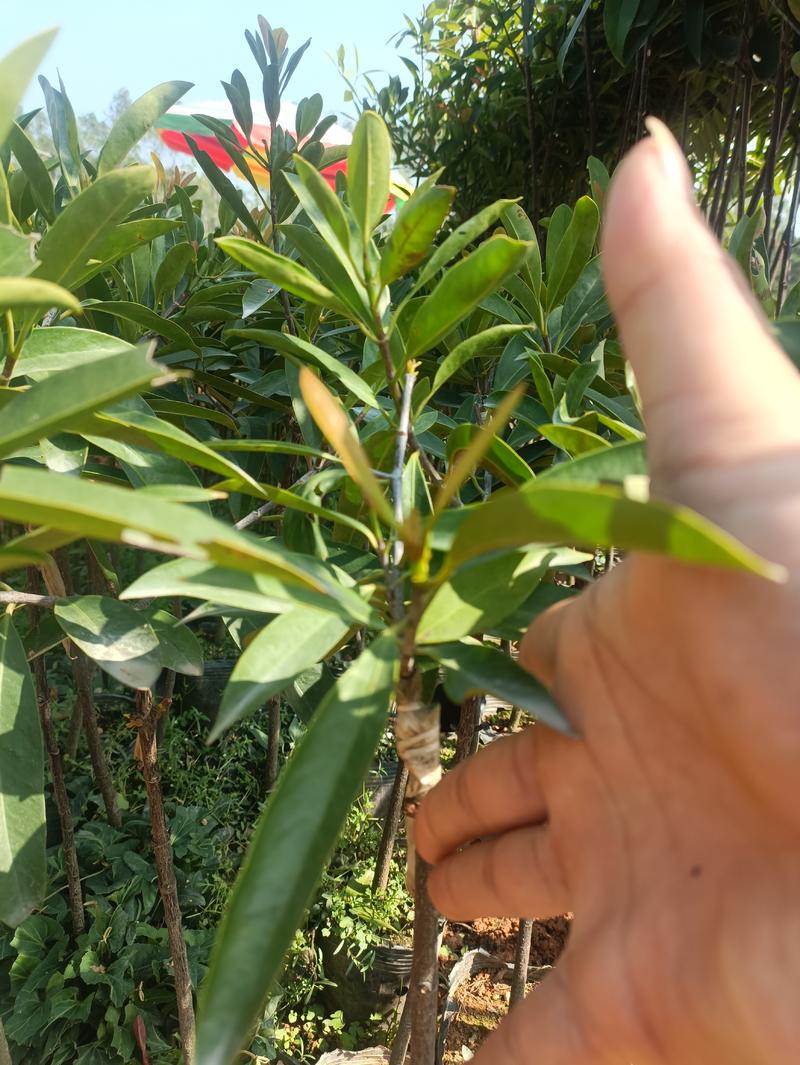 岭南山竹苗,别名黄金山竹,四季长绿果树,五年以上苗