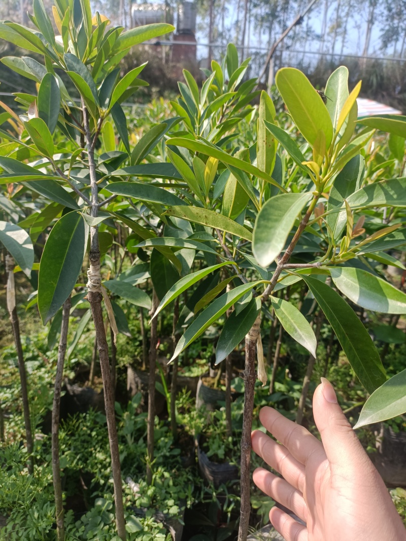 岭南山竹苗,别名黄金山竹,四季长绿果树,五年以上苗