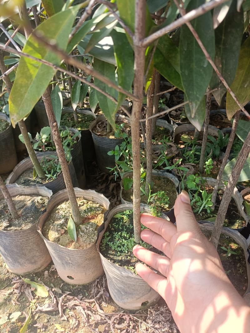 岭南山竹苗,别名黄金山竹,四季长绿果树,五年以上苗