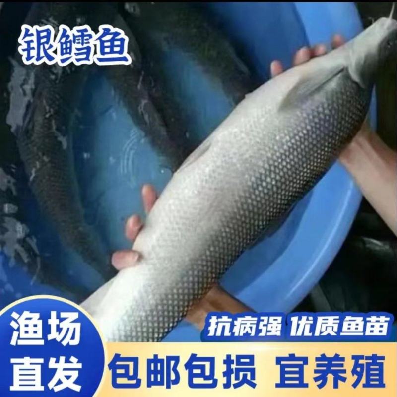 银鳕鱼苗优苗好养殖鱼苗活体大头亮鱼苗包邮包活四川批发