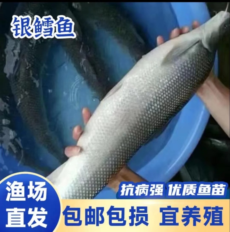 银鳕鱼苗优苗好养殖鱼苗活体大头亮鱼苗包邮包活四川批发