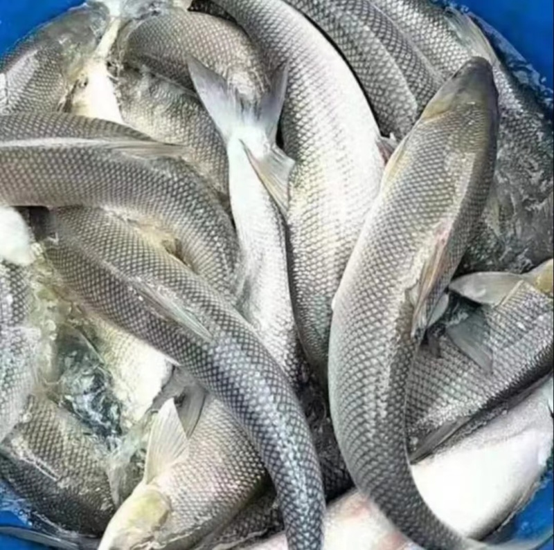 银鳕鱼苗优苗好养殖鱼苗活体大头亮鱼苗包邮包活四川批发