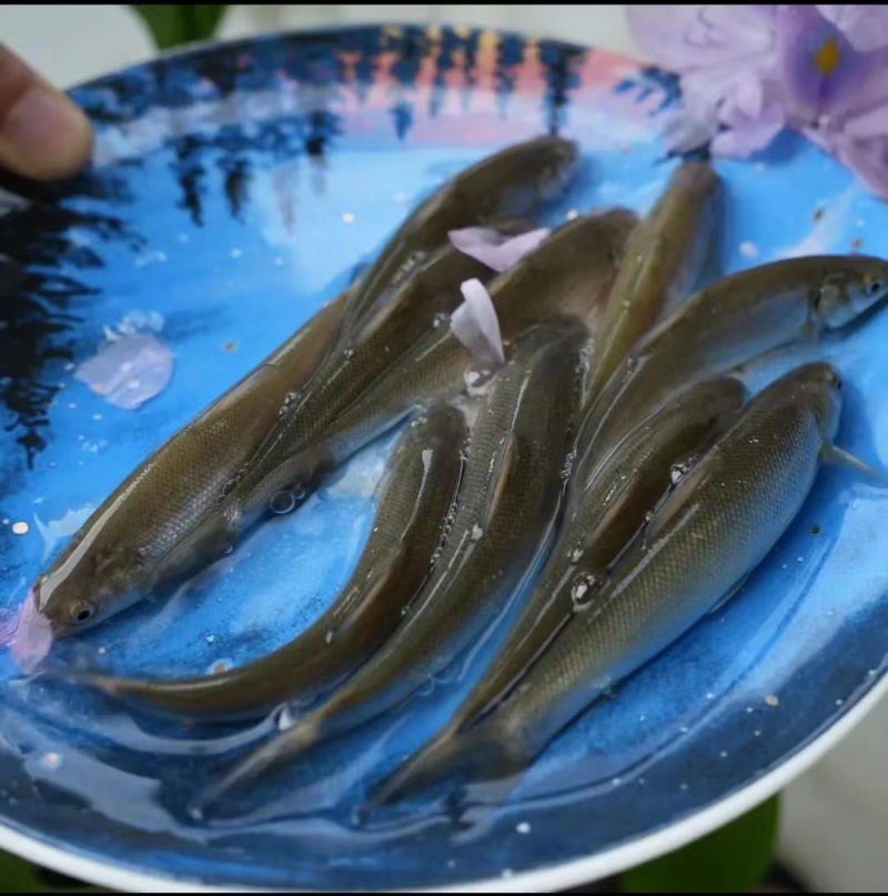 银鳕鱼苗优苗好养殖鱼苗活体大头亮鱼苗包邮包活四川批发