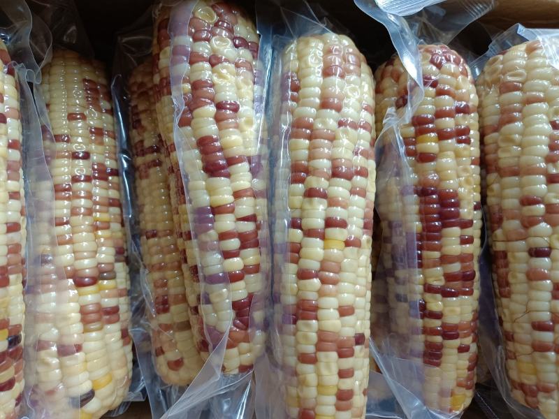 精品速冻玉米真空包装甜糯玉米保质保量供应，欢迎来电洽谈