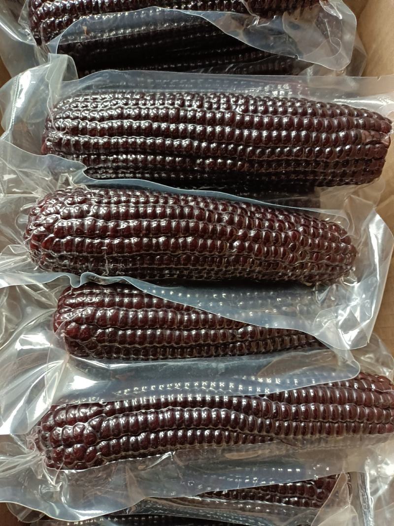 精品速冻玉米真空包装甜糯玉米保质保量供应，欢迎来电洽谈