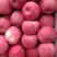 吉县红富士苹果量大从优产地直发新鲜采摘对接全国市场