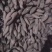河南红薯，龙九，西瓜红，19大量供应，质量保证，价格便宜