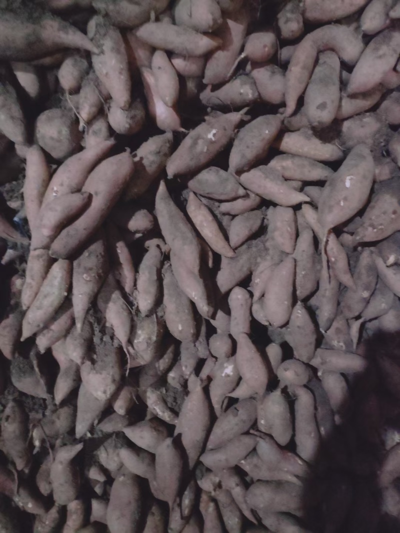 河南红薯，龙九，西瓜红，19大量供应，质量保证，价格便宜